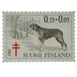 Koiria - Suomenajokoira