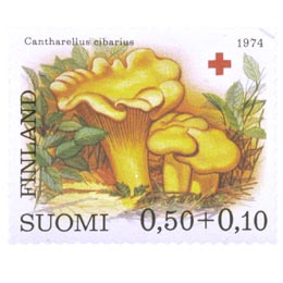 Sieniä - Keltavahvero
