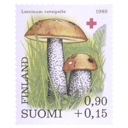 SieniÃ¤ - Koivunpunikkitatti